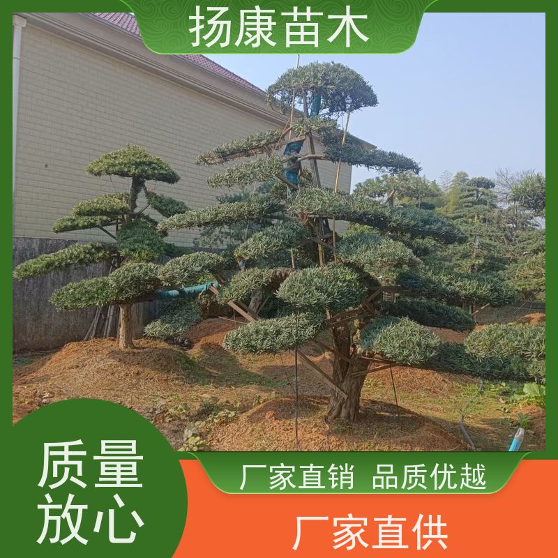扬康苗木 规格齐全 形状优美 风景绿化树 基地供应 红芽珍珠罗汉松