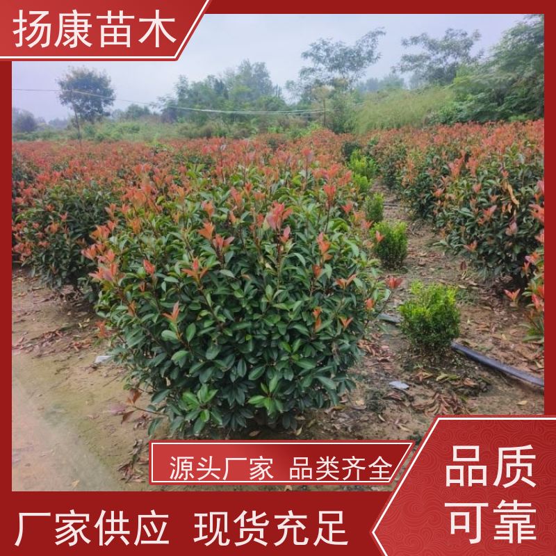 杨康苗木 耐寒耐阴成活率高 种苗基地 红叶石楠球 