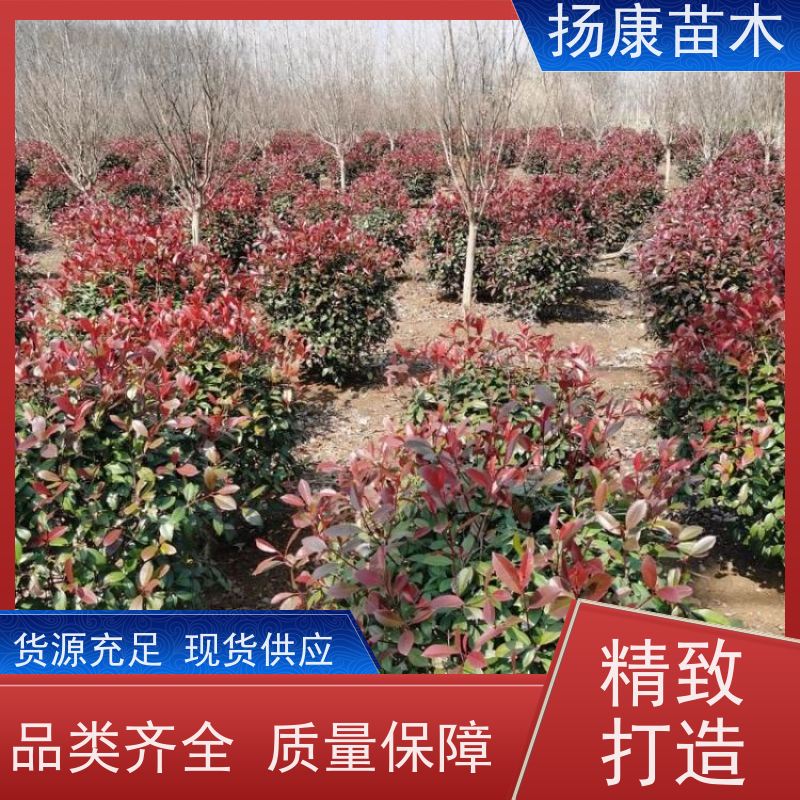 杨康苗木 苗圃基地现挖出售指苗发货专车配送 5公分红叶石楠球