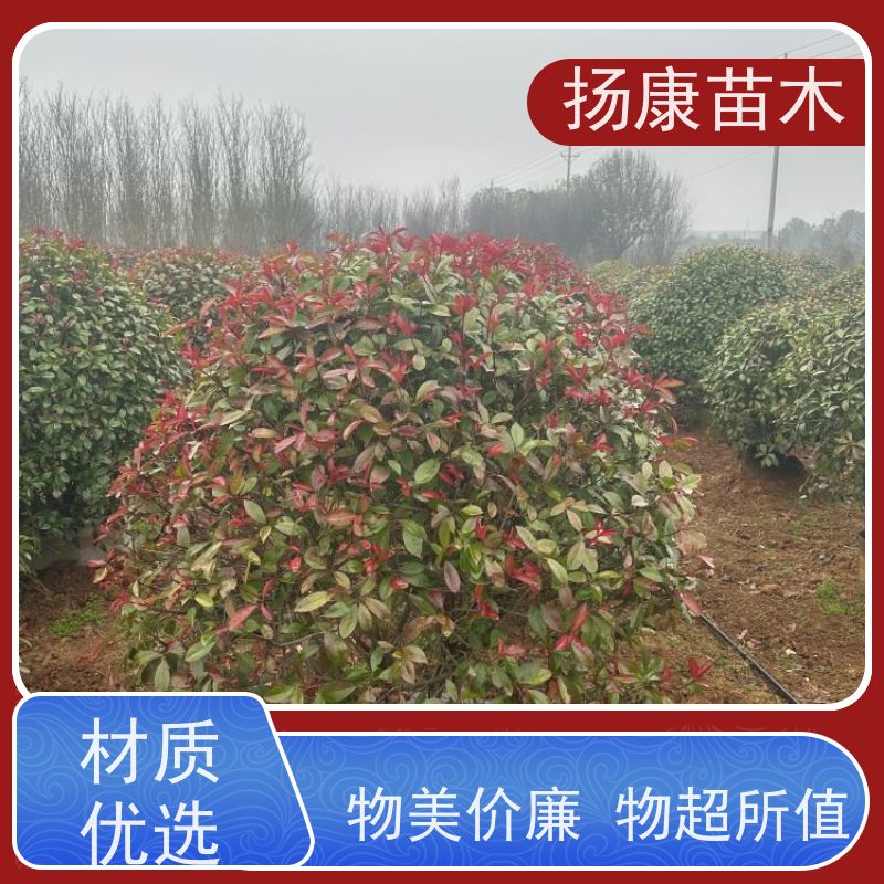 杨康苗木 80-200cm 耐阴耐旱 适应性强 红叶石楠