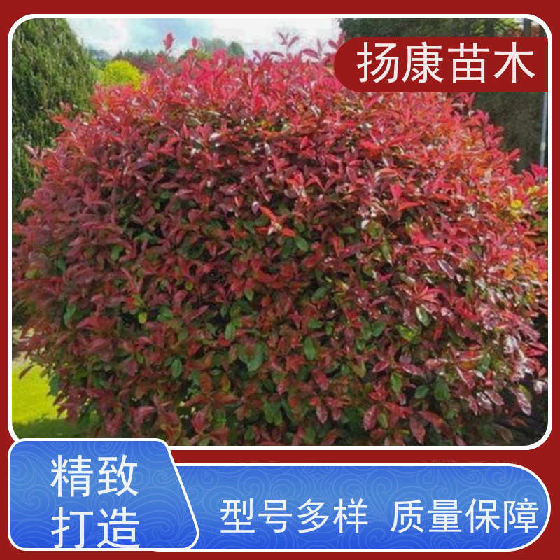 杨康苗木 良种 球形树冠 枝繁叶茂 2.5米红叶石楠球