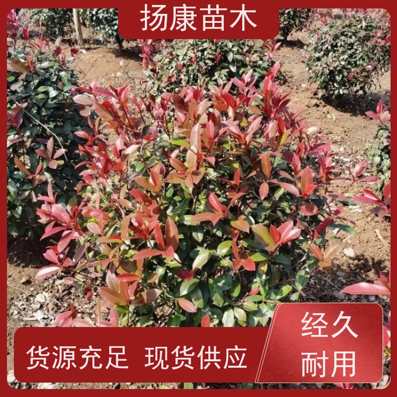 杨康苗木 各种规格 园林工程绿化 10公分红叶石楠球