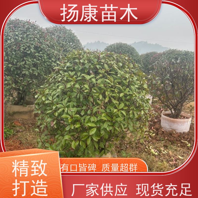杨康苗木 根系旺盛 园林绿化植物 耐修剪 红叶石楠