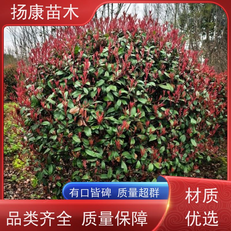 杨康苗木 庭院园林绿化工程苗 盆栽室内布置 5公分红叶石楠球