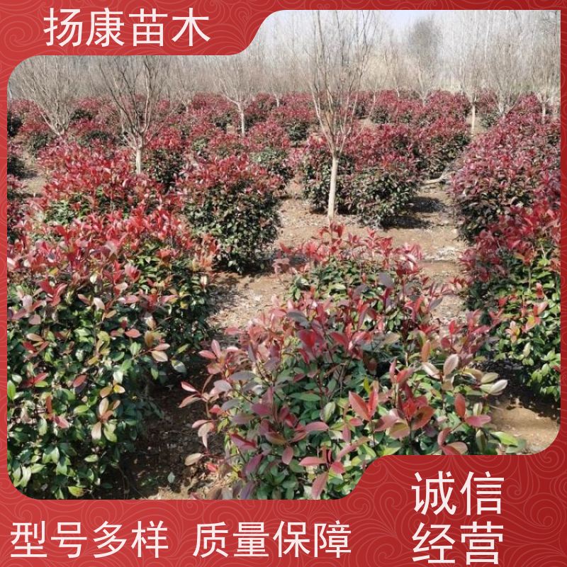 杨康苗木 观赏价值高 耐修剪造型多样 2.5米红叶石楠球