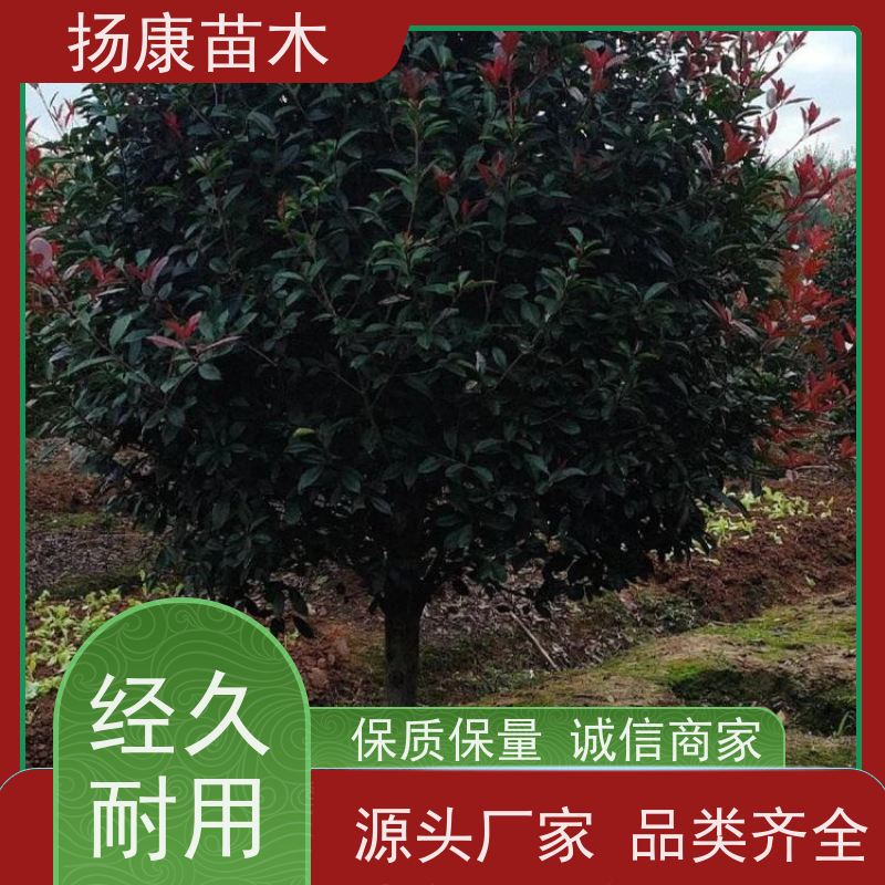 杨康苗木 庭院别墅造景 园林绿篱色块苗 四季变色 红叶石楠