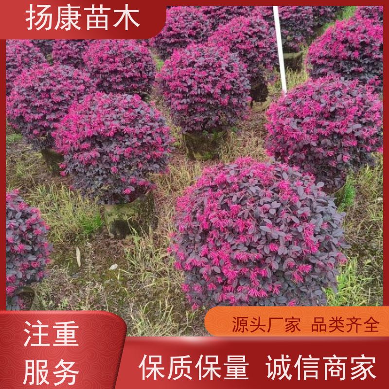 杨康苗木 冠幅饱满 景区园林绿化工程观赏球 1.8米红叶石楠球
