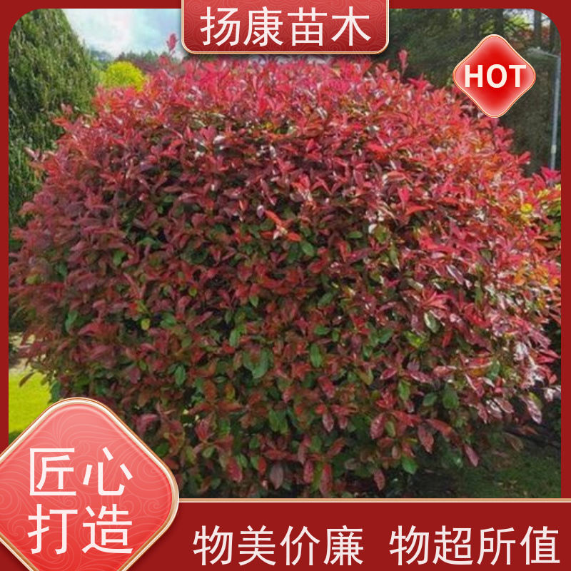 杨康苗木 四季常青庭院绿化篱笆 规格齐全 5公分红叶石楠球