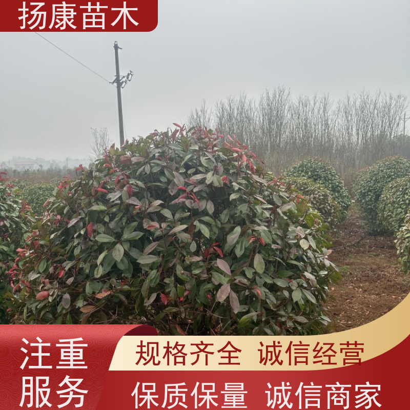 杨康苗木 观赏价值高 耐修剪造型多样 红叶石楠
