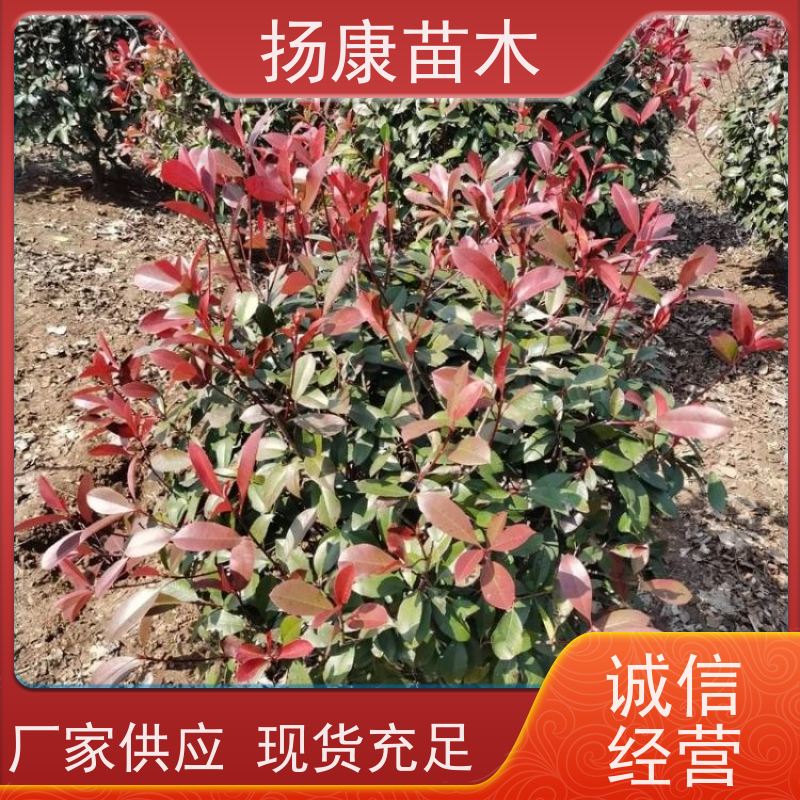 杨康苗木 耐寒耐阴成活率高 种苗基地 红叶石楠球苗