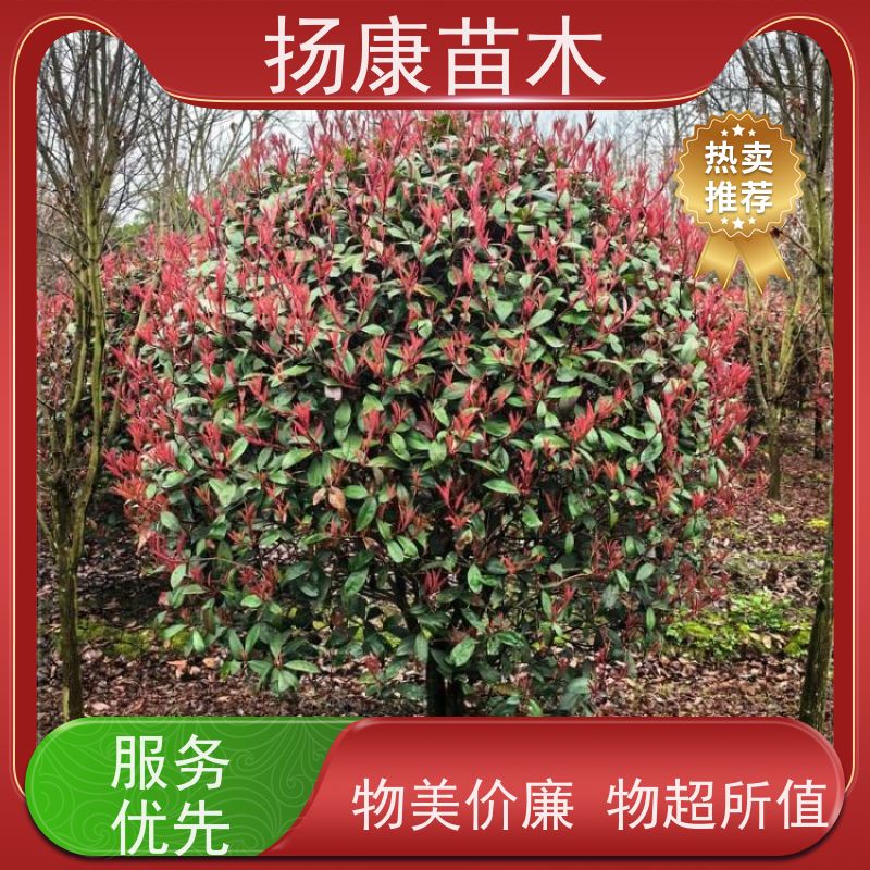 杨康苗木 景区园林观赏绿化种植苗木 1.5米红叶石楠球