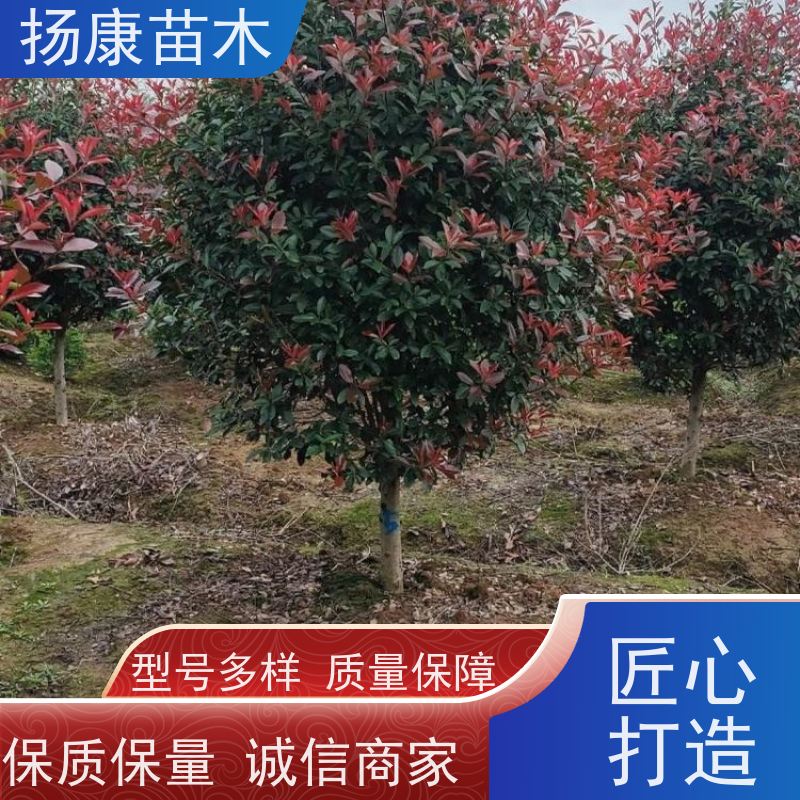 杨康苗木 冠幅1-2米石楠小苗基地地被红色植物 红叶石楠