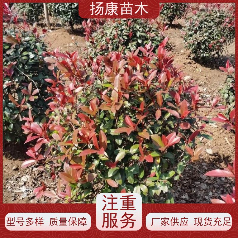 杨康苗木 各种规格 园林工程绿化 5公分红叶石楠球
