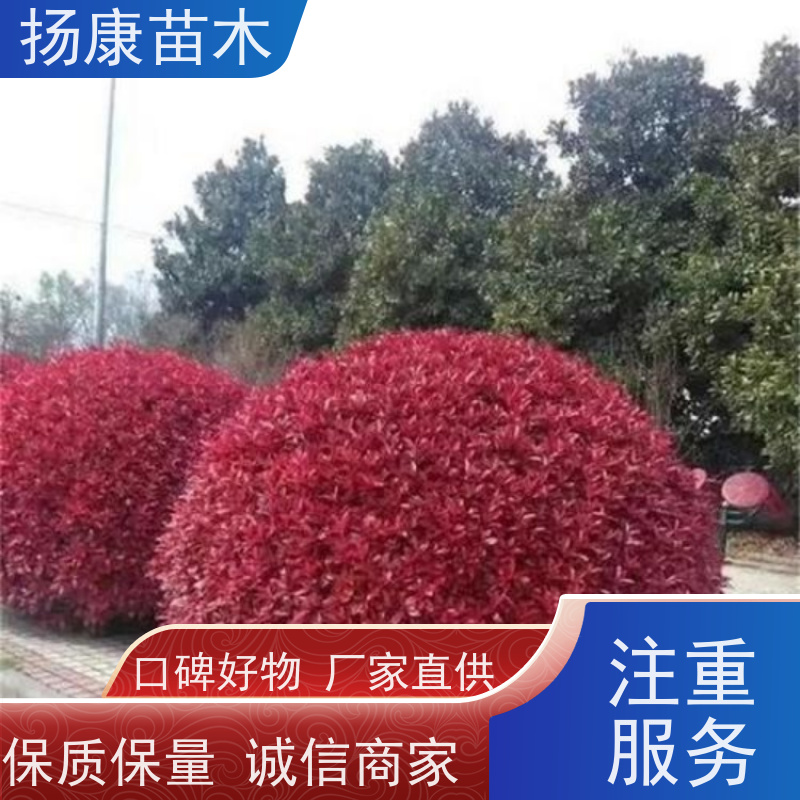 杨康苗木 各种规格 园林工程绿化 2米红叶石楠球