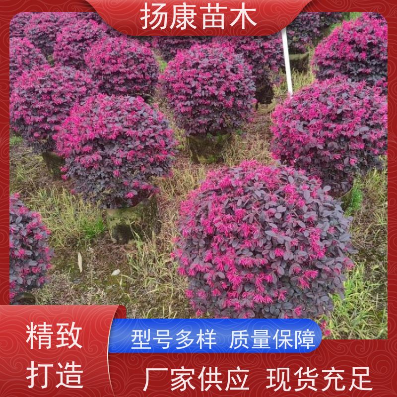 杨康苗木 冠幅1.5米高度2米基地大规格精品苗 10公分红叶石楠球