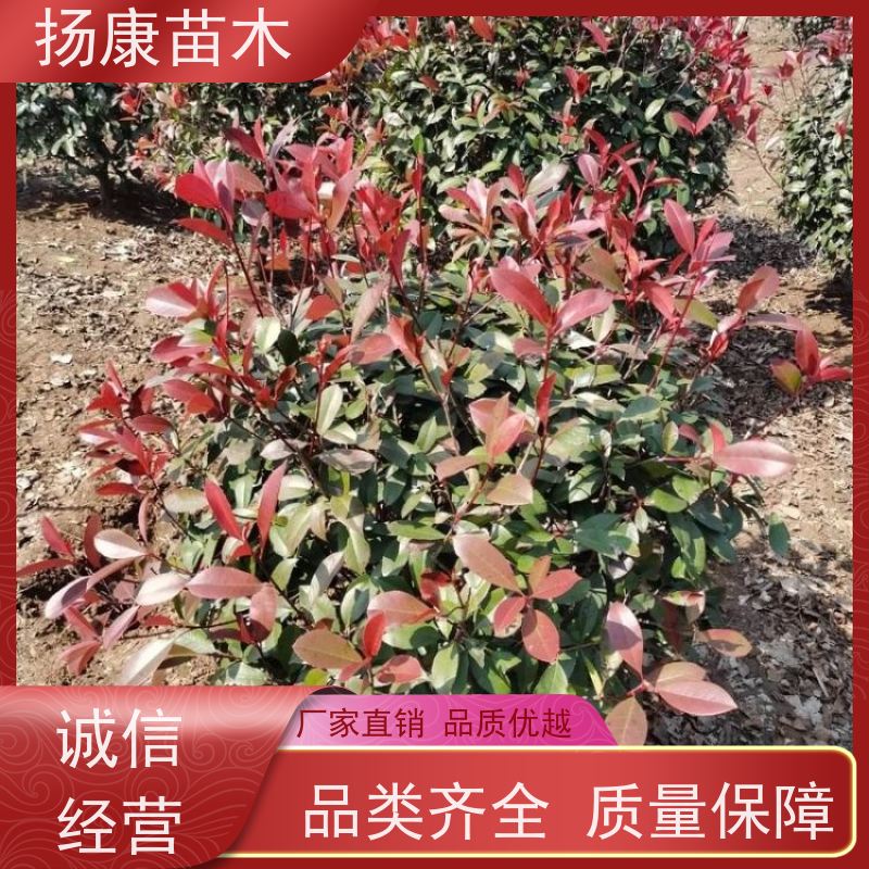 杨康苗木 常绿观叶灌木 双色叶 本地苗圃种植 2米红叶石楠球