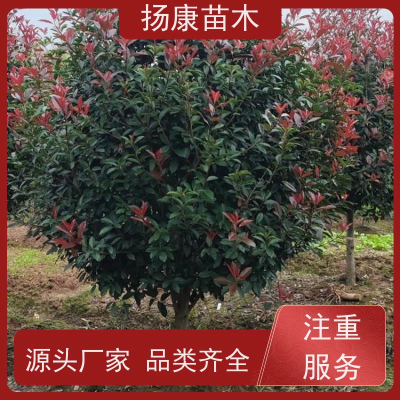杨康苗木 冠幅1-2米石楠小苗基地地被红色植物 5公分红叶石楠球