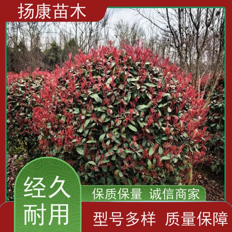 杨康苗木 叶色鲜艳夺目 行道绿篱园林绿化 观赏性高 精品红叶石楠球