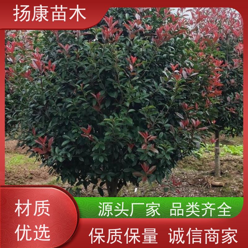 杨康苗木 冠幅1.5米高度2米基地大规格精品苗 12公分红叶石楠球
