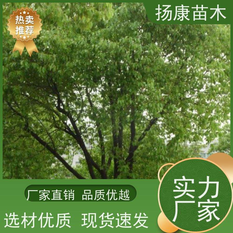 扬康苗木 冠幅饱满树形优美 四季常绿 14公分香樟树