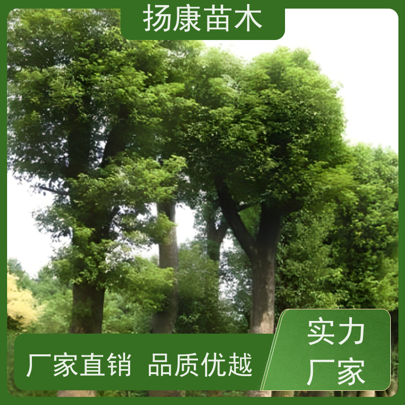 扬康苗木 景区园林行道风景绿化工程苗 35公分香樟树 