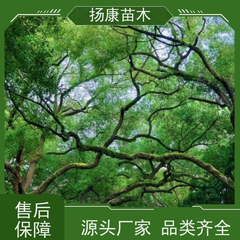扬康苗木 耐旱抗污染 货源充足 各种规格可选 移栽香樟树