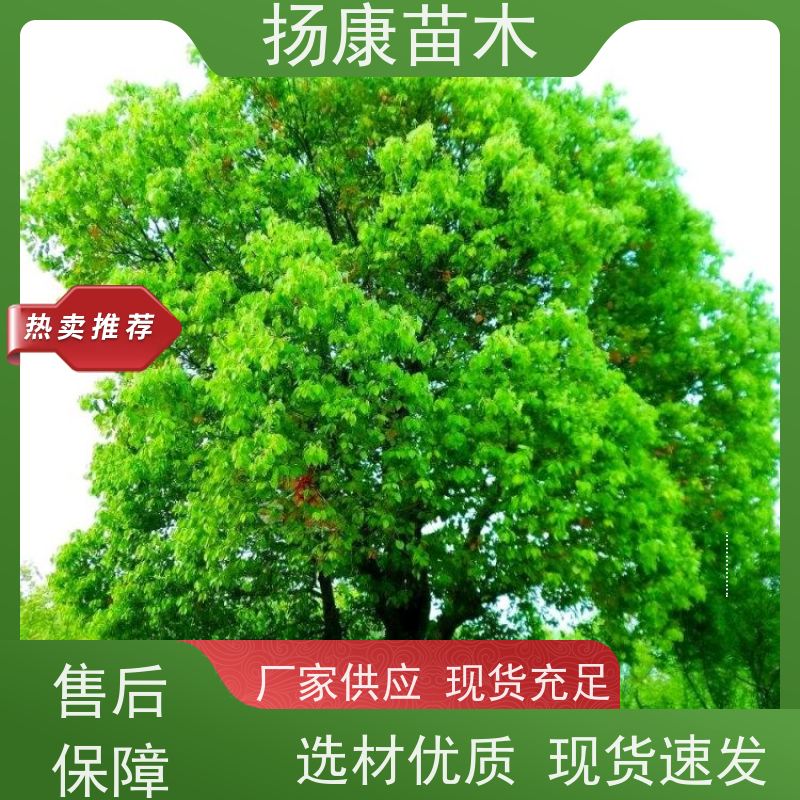 扬康苗木 包成活率 包运输 规格多样 13公分香樟树
