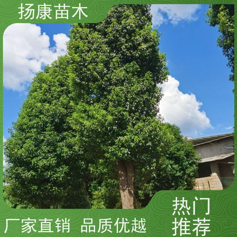 扬康苗木 高度3-12米 胸径3-15公分规格齐全 香樟树