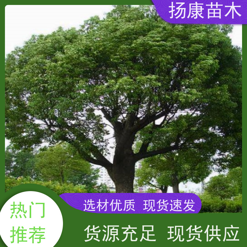 扬康苗木 园林基地直供 规格齐全 11公分香樟树