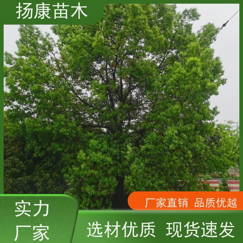 扬康苗木 城市乡镇行道风景庭荫防护树 基地直供 14公分香樟树