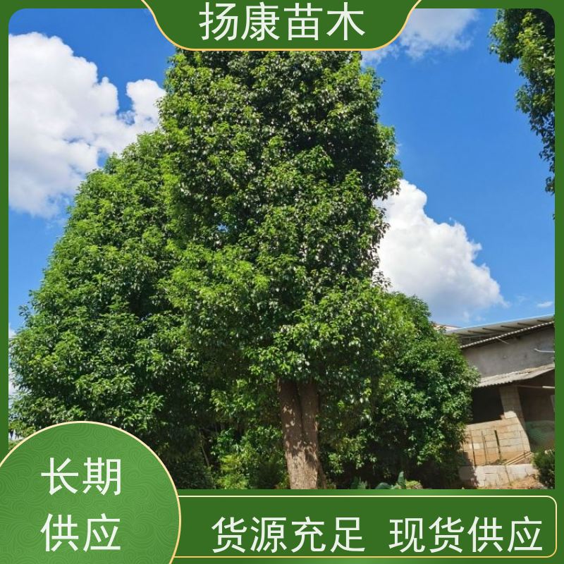 扬康苗木 园林绿化工程植物多杆移栽种植 基地直发 5公分香樟树