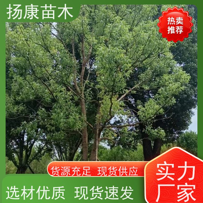 扬康苗木 园林基地直供 规格齐全 12公分香樟树