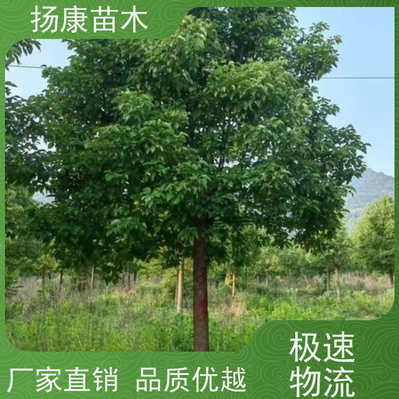 扬康苗木 景区园林行道风景绿化工程苗 香樟树木