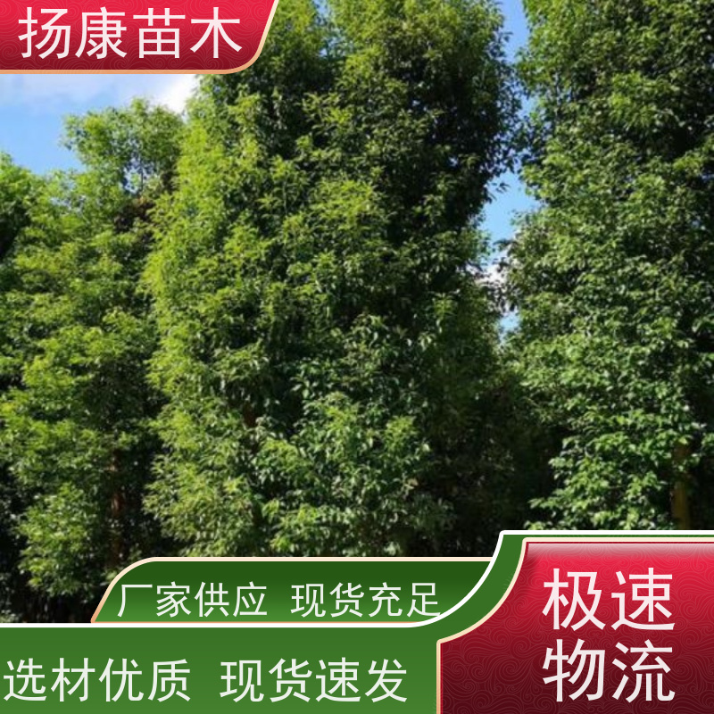 扬康苗木 包成活率 包运输 规格多样 20公分香樟树