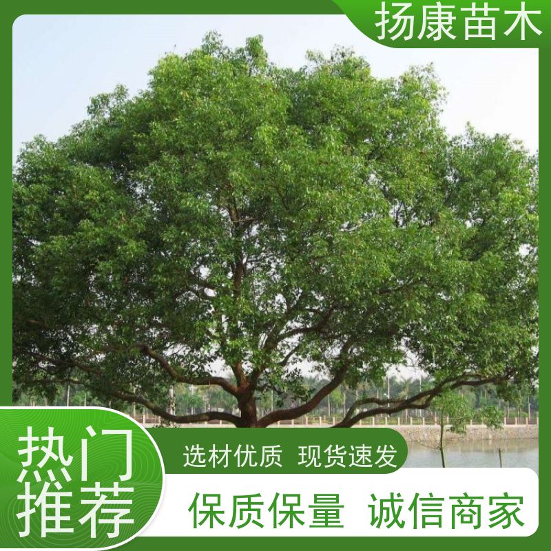 扬康苗木 多种规格四季常青乔木 市政城市道路绿化 19公分香樟树