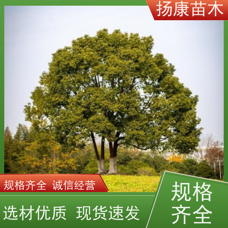 扬康苗木 园林绿化工程植物多杆移栽种植 基地直发 香樟树木