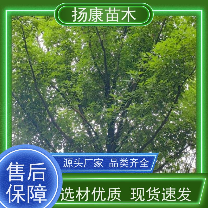 扬康苗木 丛生多杆单杆 绿化风景树 移栽苗成活率有保障 20公分香樟树