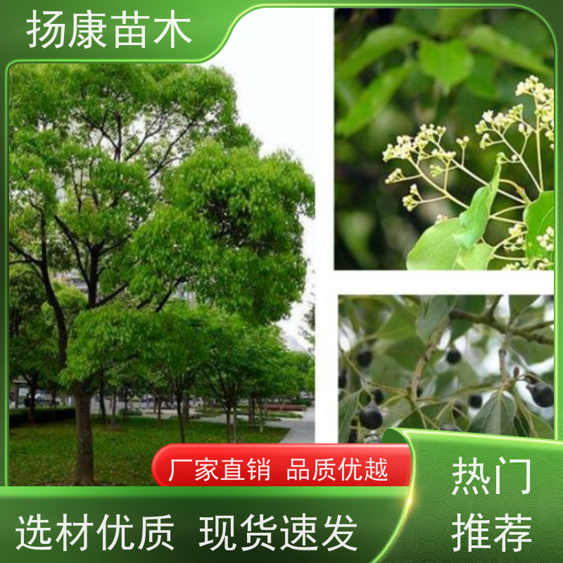 扬康苗木 冠幅饱满树形优美 四季常绿 17公分香樟树