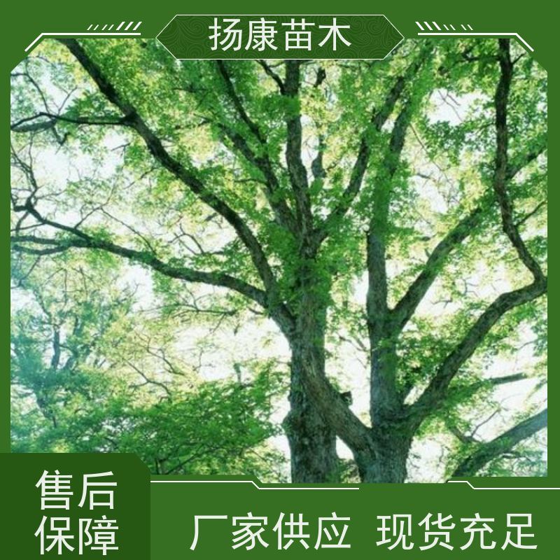 扬康苗木 高度3-12米 胸径3-15公分规格齐全 35公分香樟树 