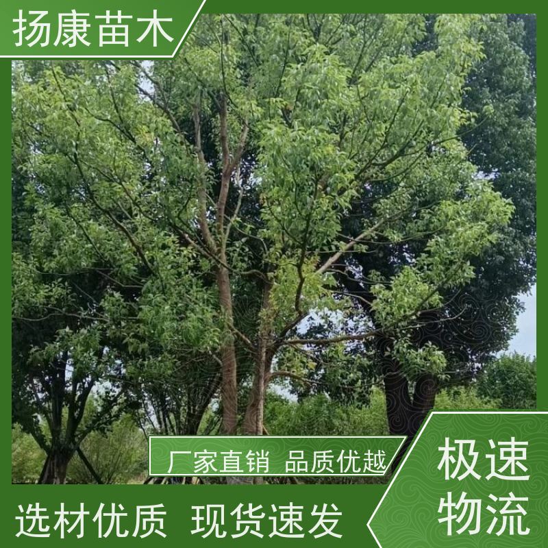 扬康苗木 多种规格四季常青乔木 市政城市道路绿化 30公分香樟树