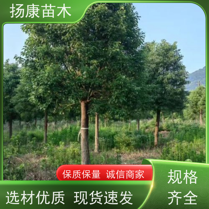 扬康苗木 高度3-12米 胸径3-15公分规格齐全 11公分香樟树