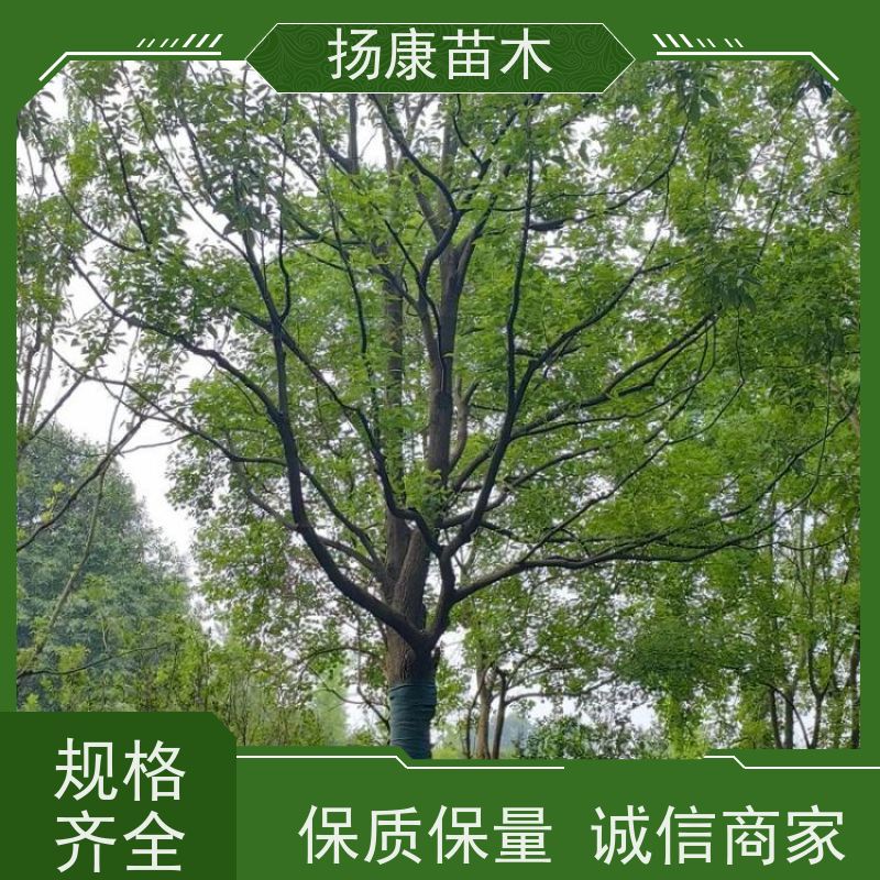 扬康苗木 耐旱抗污染 货源充足 各种规格可选 14公分香樟树