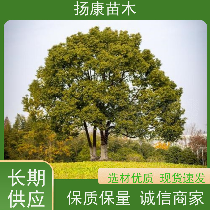 扬康苗木 大小规格齐全 景区道路园林绿化工程树种 16公分香樟树