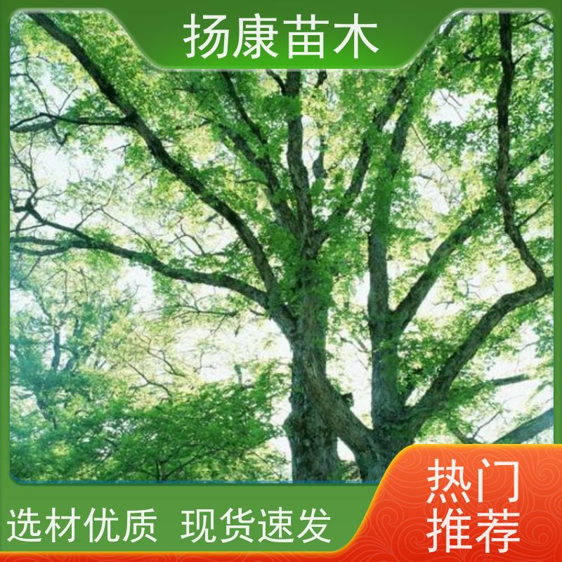 扬康苗木 大小规格齐全 景区道路园林绿化工程树种 13公分香樟树