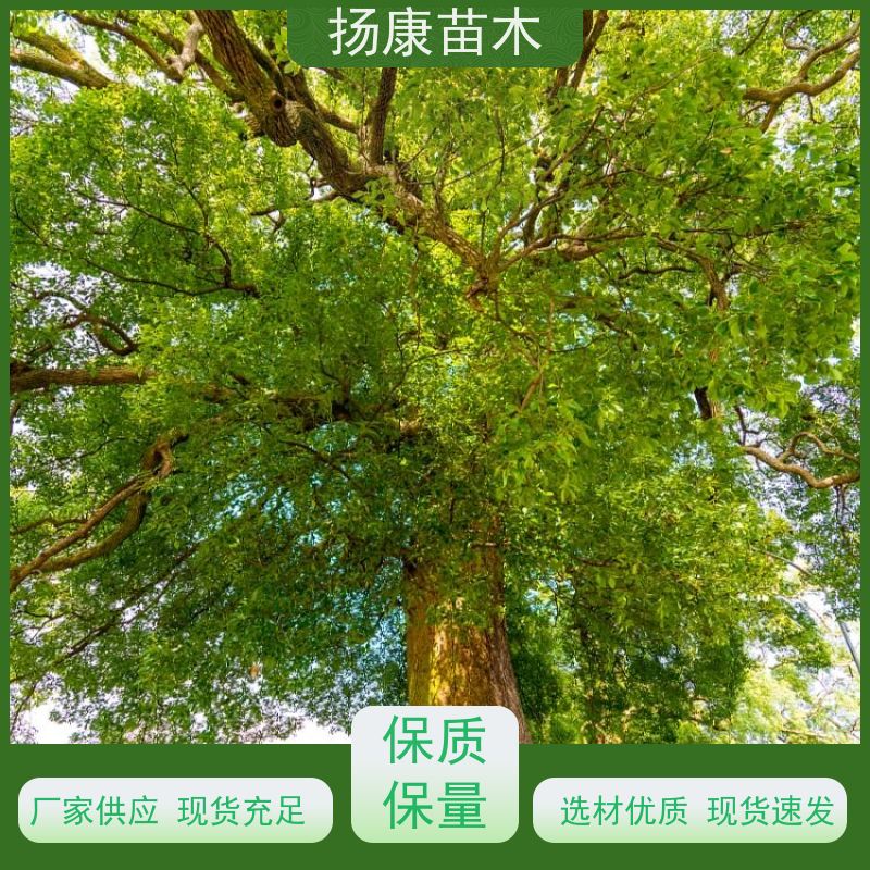 扬康苗木 城市乡镇行道风景庭荫防护树 基地直供 17公分香樟树