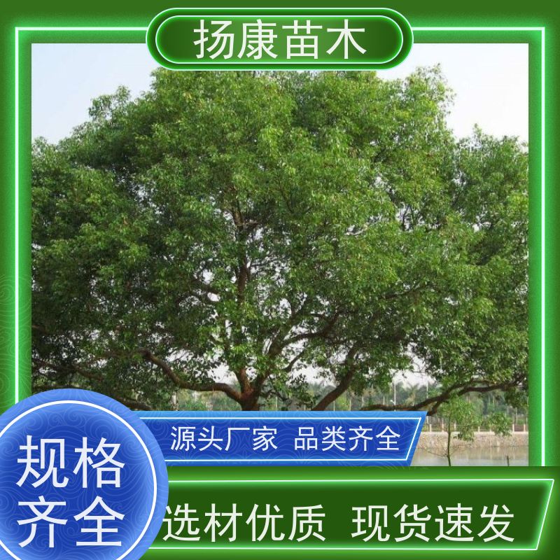扬康苗木 基地现选现挖 成活率高 11公分香樟树