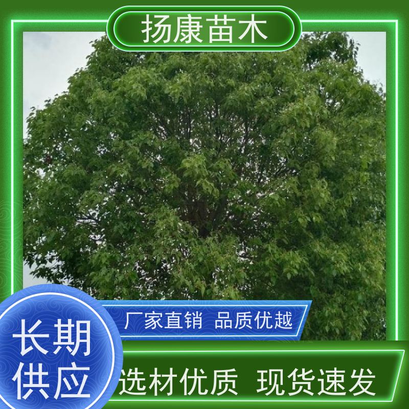 扬康苗木 包成活率 包运输 规格多样 12公分香樟树