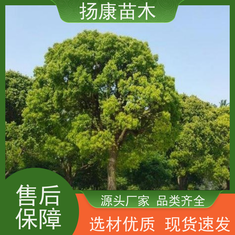 扬康苗木 城市乡镇行道风景庭荫防护树 基地直供 18公分香樟树