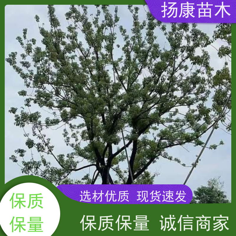 扬康苗木 大小规格齐全 景区道路园林绿化工程树种 10公分香樟树