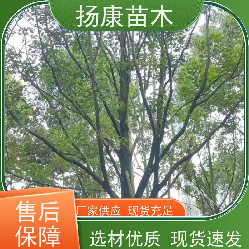 扬康苗木 耐旱抗污染 货源充足 各种规格可选 精品香樟树 